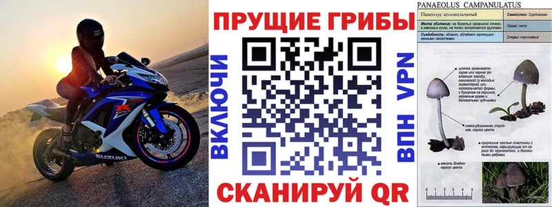 Псилоцибиновые грибы Cubensis  даркнет сайт  Новочеркасск 